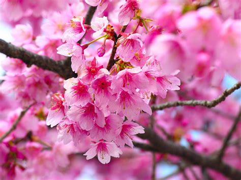 cherry blossom flower flowers world