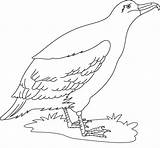 Albatross Albatros Designlooter Cowbird sketch template