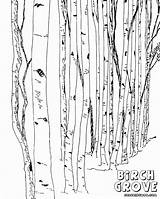 Birch Coloring Pages Coloringway sketch template