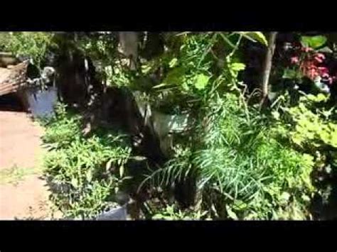 home gardening gewathuwagawa youtube