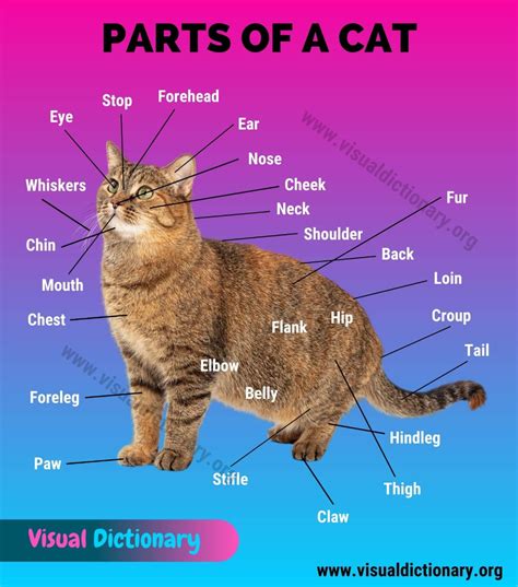 cat anatomy interesting list   external parts   cat visual dictionary cat anatomy