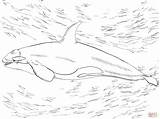 Coloring Orca Whale Killer Pages Printable Drawing Supercoloring Paper Dot Skip Main sketch template