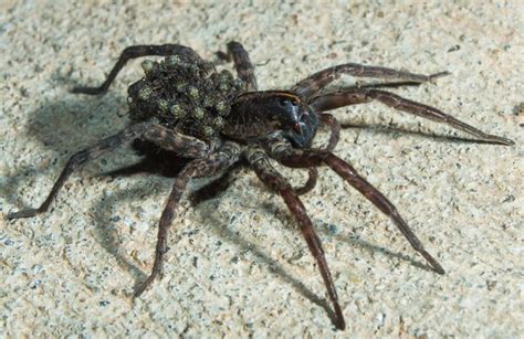 wolf spiders bites babies  facts