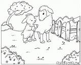 Pecore Ovejas Schafe Lamm Cordero Stampare Agnello Malvorlagen Sheep Cabras Cordeiro Moutons Agneaux Colorkid Owce Carneiros Capre Kolorowanki Owiec Ziegen sketch template