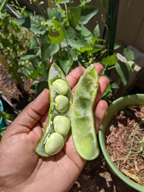 sun soil soak   grow lima bean  garden  plate
