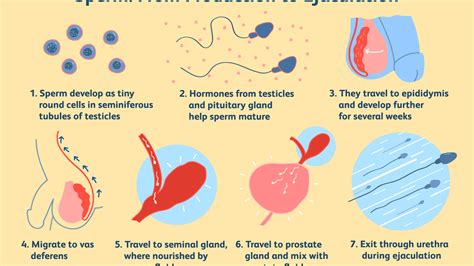 Why Is Some Sperm White And Others Clear 🍓what Are The Common Causes