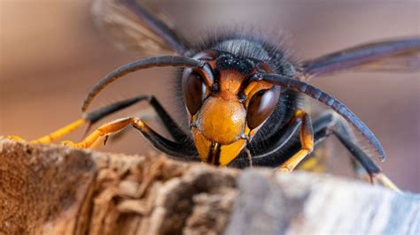 Warning As Asian Hornets Are Spotted In Uk Sparking Fear Over