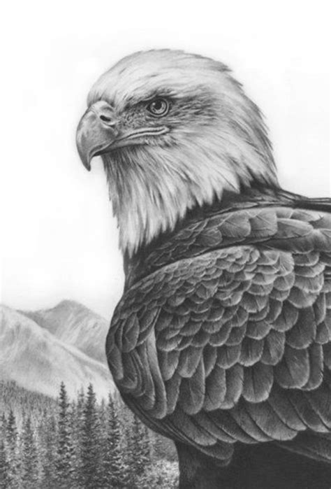 easy pencil drawings  animals    realistic