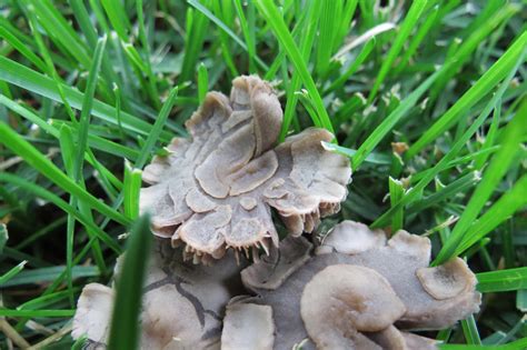 mini mushrooms   bobhed  deviantart