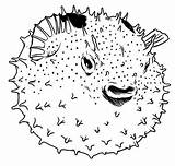 Puffer Fish Coloring Their Color sketch template