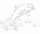 Dolphin Jumping Coloring Dolphins Water Drawing Pages Realistic Printable Delphine Tattoo sketch template