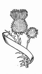 Thistle Scottish Tattoo Tattoos Drawing Clipart Thistles Line Flower Designs Nasty Weather Deviantart Biomek Scotland Drawings Celtic Banner Embroidery Getdrawings sketch template