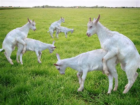 goats mating john green vlogbrothers