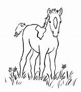 Foal Fohlen Pferd Pferde Ausmalbild Suchen Designlooter Samanthasbell sketch template