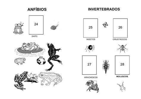 animais vertebrados e invertebrados exercÍcios atividades