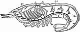 Crayfish System Circulatory Respiratory Clipart Etc Medium Usf Edu Small sketch template