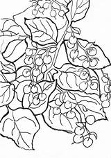 Salal Berries sketch template