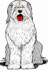 Sheepdog English Dog Old Clipart Graphics Shaggy Sheep Clip Animated Coloring Cartoon Sheepdogs Cliparts Fuzzy Puppy Dogs Picgifs Drawing Perro sketch template