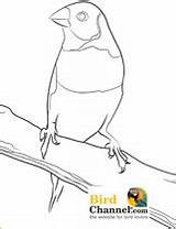 Finch Coloring Designlooter 210px 82kb Bird sketch template