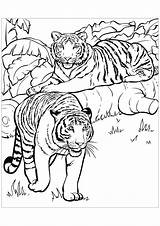Coloring Tigers Color Pages Kids Children Print sketch template
