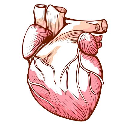 jantung  pembuluh darah arteri pembuluh darah sketsa anatomi
