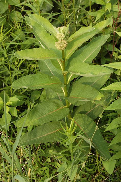 filecommon milkweed asclepias syriaca plant pxjpg wikimedia commons