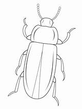 Beetle Coloring Mealworm Pages Beetles Printable Template Cartoons Drawing Outline Bug Insect Kids Click Clipart Color Drawings Realistic Sketch Patterns sketch template