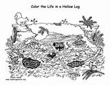Animals Coloring Hollow Living Log Animal Support Homes Nature sketch template