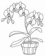 Coloring Pages Orchids Orchid Drawing Cute Color Colouring Sheets Acoloringbook sketch template