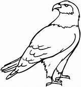 Prey Birds Pages Coloring Printable Getcolorings Quality sketch template