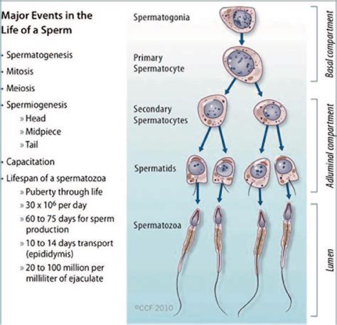 sperm biology from production to ejaculation pdf download available