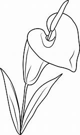 Lilies Lineart Sweetclipart Pngs sketch template