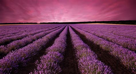 lavender wallpapers images  pictures backgrounds