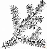 Hemlock Canadian Coloring Branch Pages Drawing Tree Leaf Leaves Clip Printable Crafts Illustration Gif sketch template