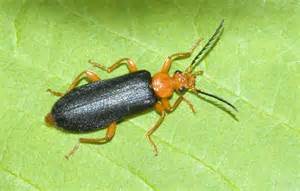 black  orange beetle neopyrochroa flabellata bugguidenet