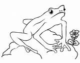 Frog Frogs Frosch Bestcoloringpagesforkids Preschoolers Ausmalbild sketch template