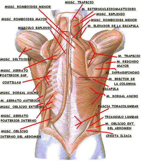 Músculos De La Espalda Plano Superficial Y Medio Shiatsu Massage