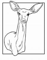 Coloring Pages Deer Doe Printable Kids Jr Animal Print Animaljr Tailed Cartoon источник Comments sketch template
