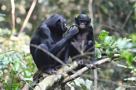 Science News Bonobos Having Sex After Being Set Up By Their Mums