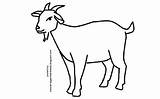 Mewarnai Kambing Sketsa Hewan Binatang Pensil Menggambar Domba sketch template