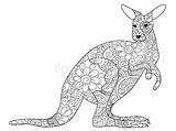 Kangaroo Coloring Vector Adults Book Zentangle Illustration Preview sketch template