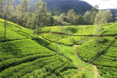 tea plantationsri lanka high quality nature stock  creative market