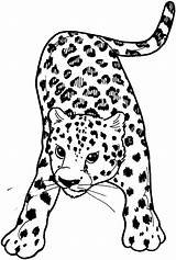 Coloring Leopard Pages Cub sketch template