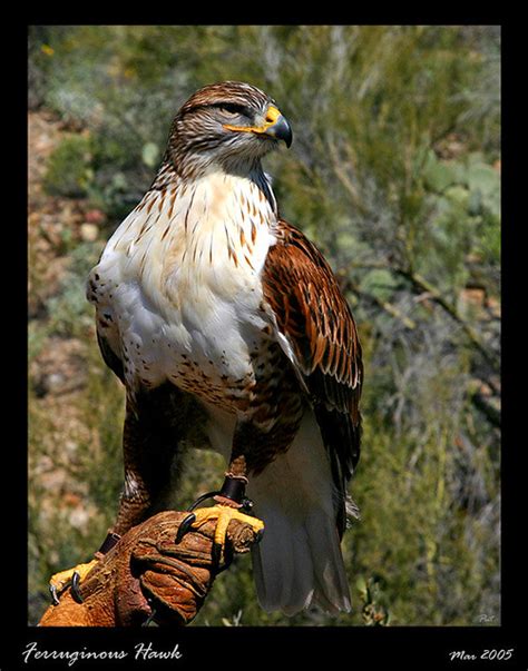 Ferruginous Hawk Buteo Regalis A Photo On Flickriver