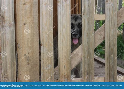 dog   fence stock image image  wood boards