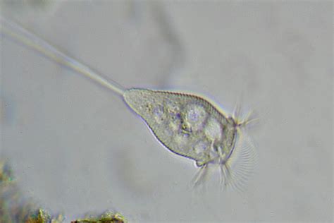 protozoa read biology ck  foundation