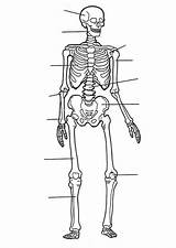 Skeleton Labeled Skeletal sketch template