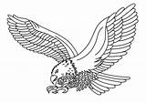 Osprey Coloring Pages sketch template