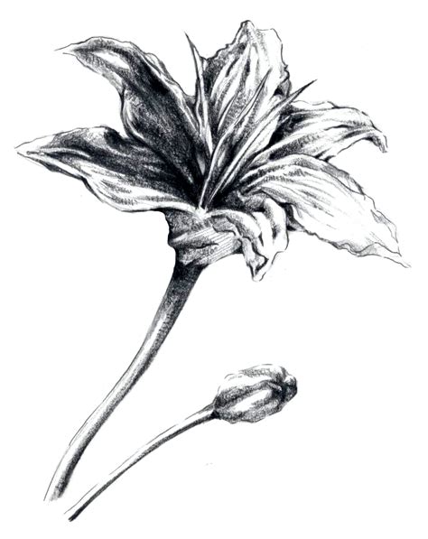 rough sketch flower  ehri  deviantart