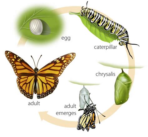 life cycle   butterfly pictures  printable worksheets
